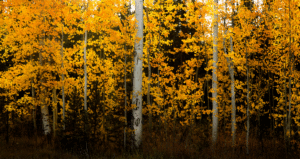 Yellow Aspen Tree groves in the fall
