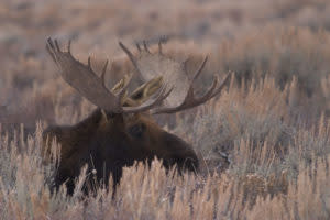 Wyoming big game hunting license