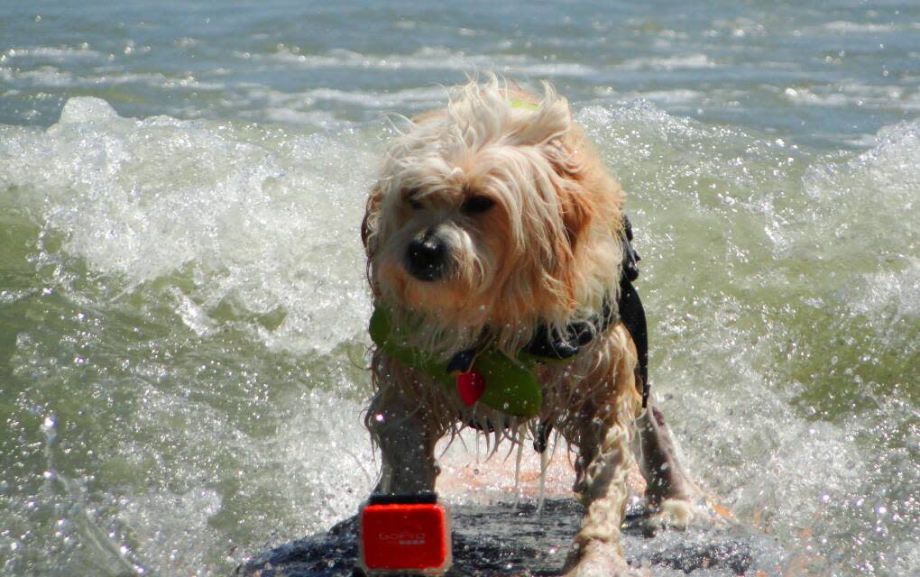 The Cocoa Beach Easter Surf Festival includes a contest for dogs.