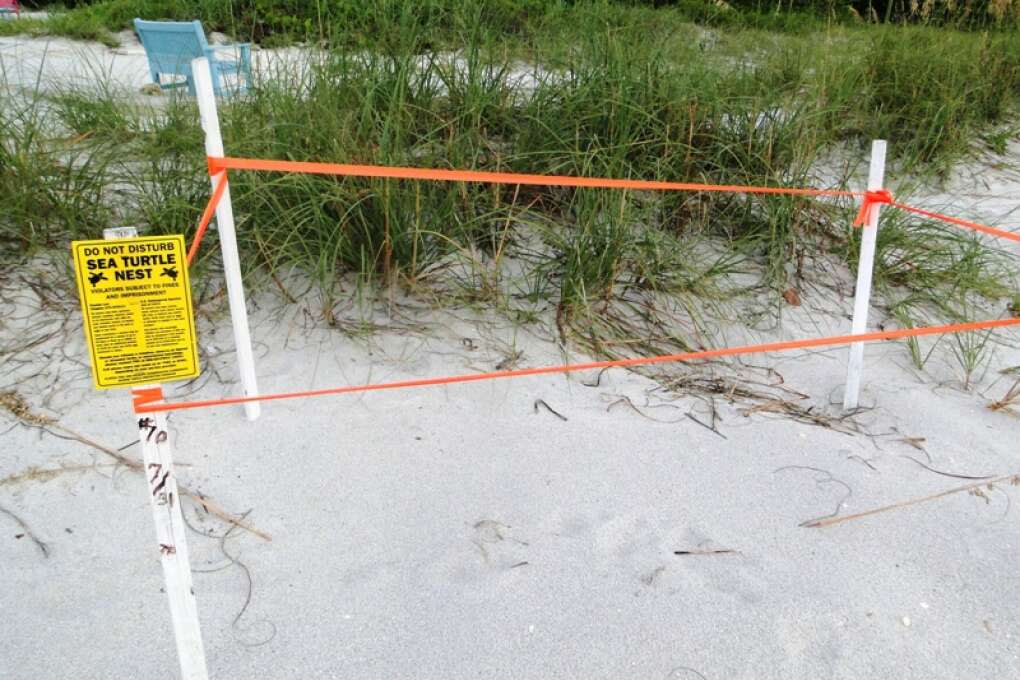 ictures ofTurtle nesting Boca Grande