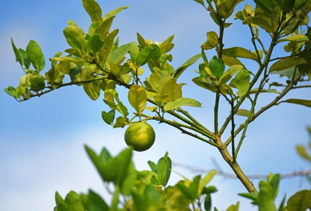 A lush green key lime hanging from the plant