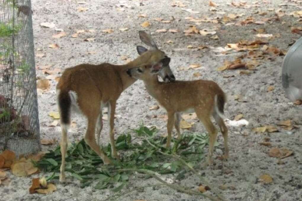 Florida Keys itinerary - deer on Big Pine Key