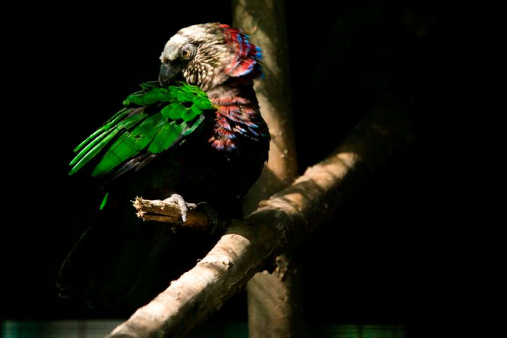 A hawk-headed parrot, also known as a red fan parrot, preens in its enclosure at Santa Fe College Teaching Zoo in Gainesville. The 10-acre zoo is attached to the college and is entirely student-run. Visitors are able to wander through the exhibits on their own. 