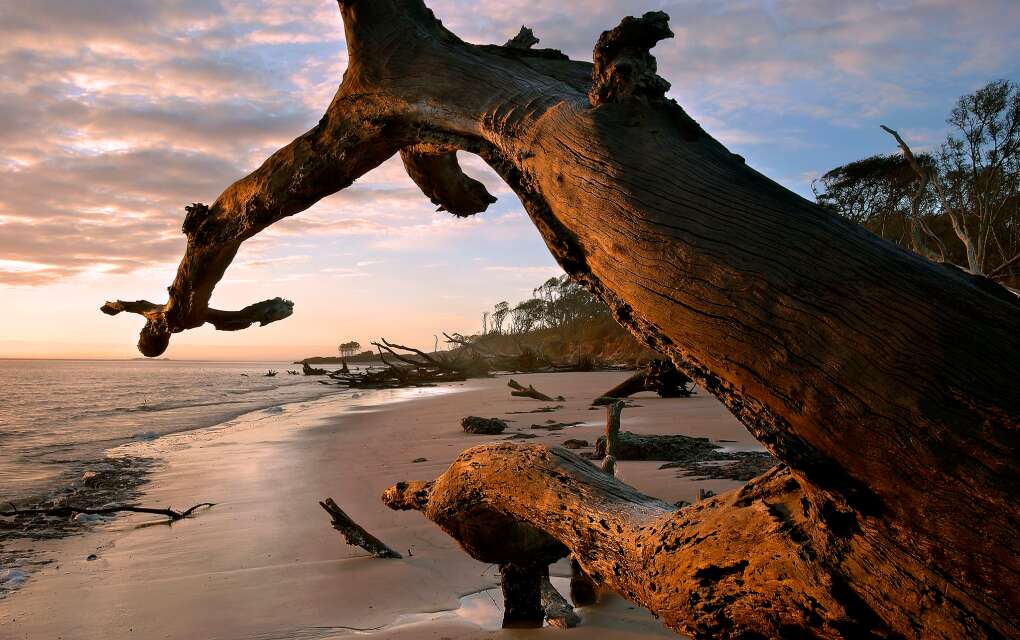 The dead trees on Boneyard Beach on Little Talbot Island are strangely beautiful.