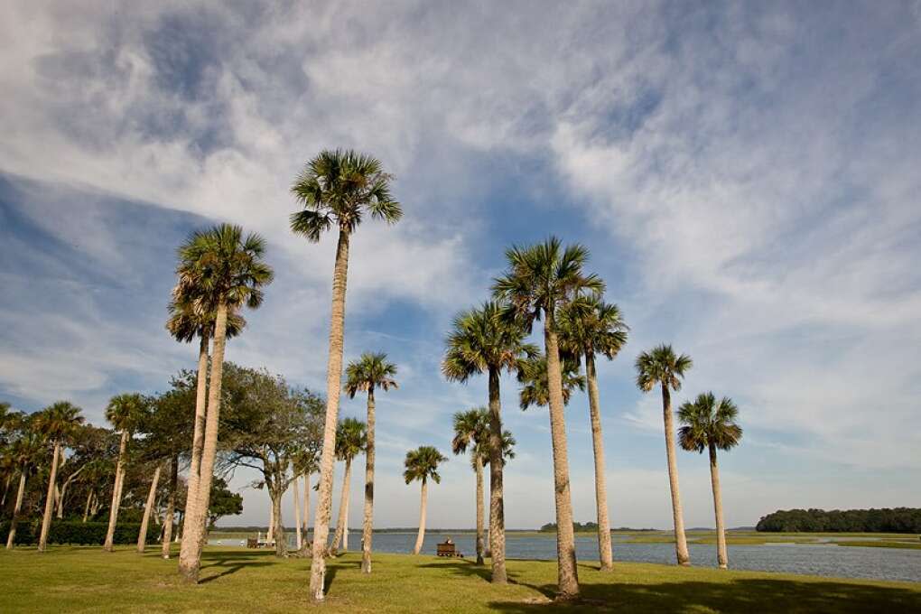 palm trees at Jacksonville