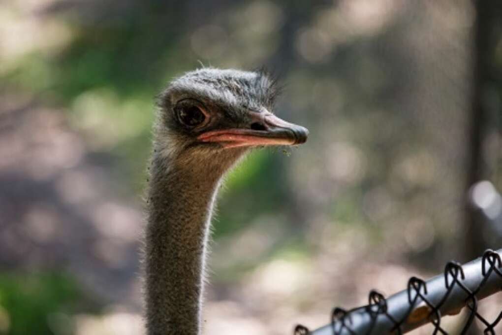 An ostrich at the Hardee County Wildlife Refuge welcomes visitors in Zolfo Springs, Florida on March 2, 2015. VISIT FLORIDA/Scott Audette