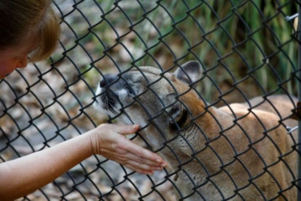 Missy, a cougar, rubs along the fence line of her enclosure at the Hardee County Wildlife Refuge in Zolfo Springs, Florida on March 2, 2015. VISIT FLORIDA/Scott Audette