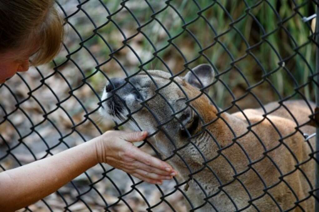 Missy, a cougar, rubs along the fence line of her enclosure at the Hardee County Wildlife Refuge in Zolfo Springs, Florida on March 2, 2015. VISIT FLORIDA/Scott Audette