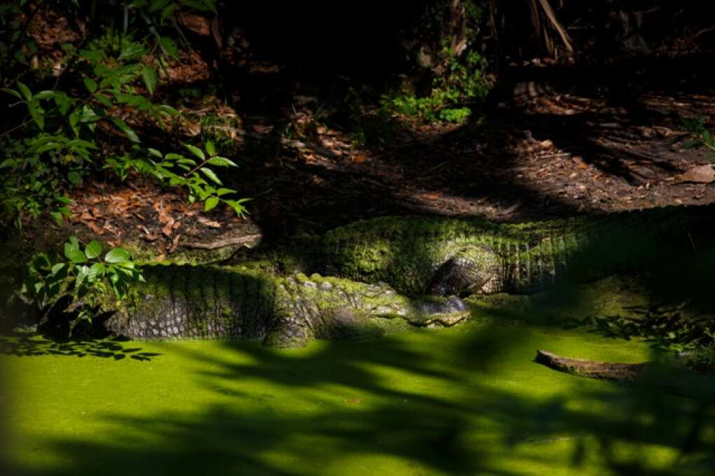 Two American alligators covered in duckweed bask in the sunshine at the Hardee County Wildlife Refuge in Zolfo Springs, Florida on March 2, 2015. VISIT FLORIDA/Scott Audette