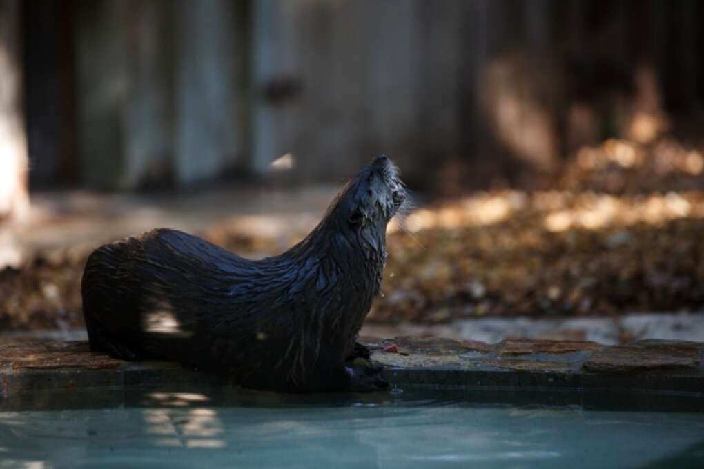 A resident otter of the Hardee County Wildlife Refuge in Zolfo Springs, Florida eats on March 2, 2015. VISIT FLORIDA/Scott Audette