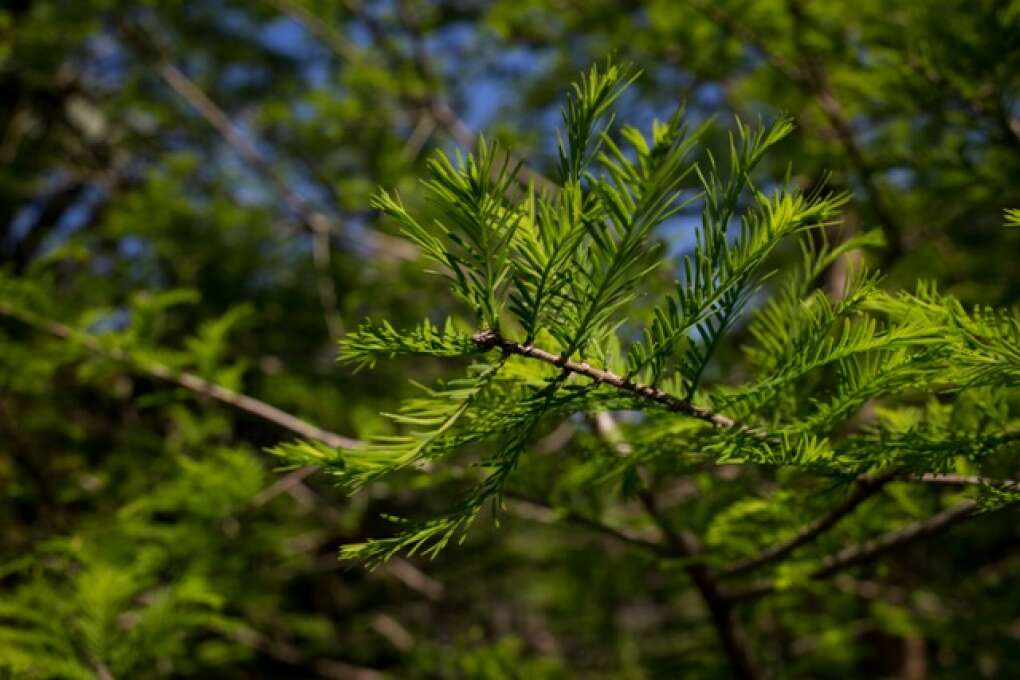 A pine trees rises up the the canopy covering the Hardee County Wildlife Refuge in Zolfo Springs, Florida on March 2, 2015. VISIT FLORIDA/Scott Audette