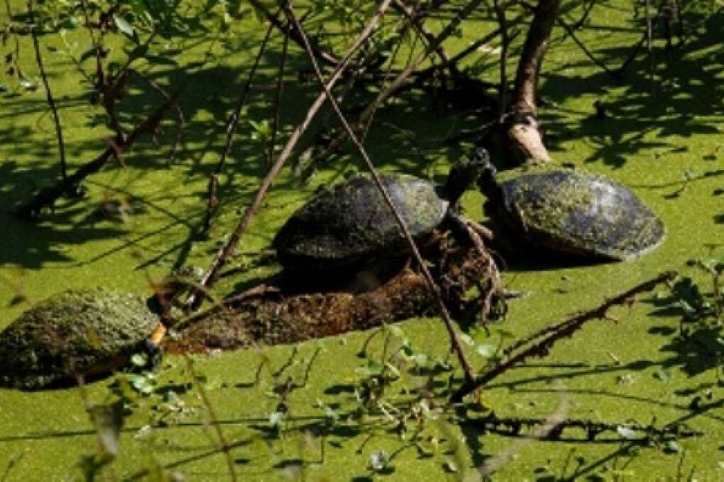 Turtles bask in a pond at the Hardee County Wildlife Refuge in Zolfo Springs, Florida on March 2, 2015. VISIT FLORIDA/Scott Audette