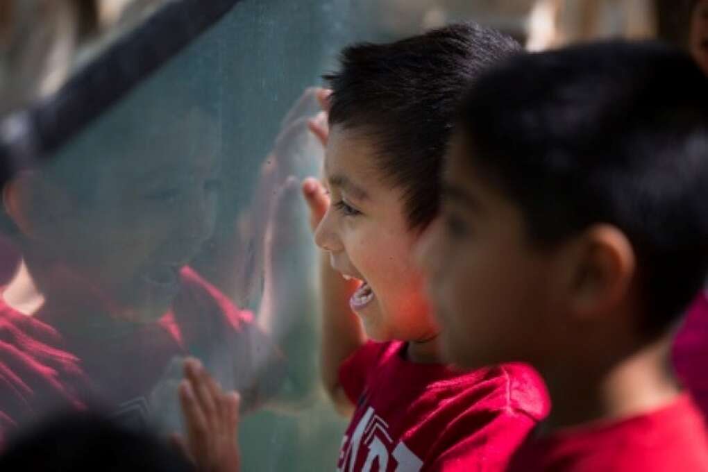 Pre-schoolers visiting the Hardee County Wildlife Refuge in Zolfo Springs, Florida smile while watching the otters on March 2, 2015. VISIT FLORIDA/Scott Audette