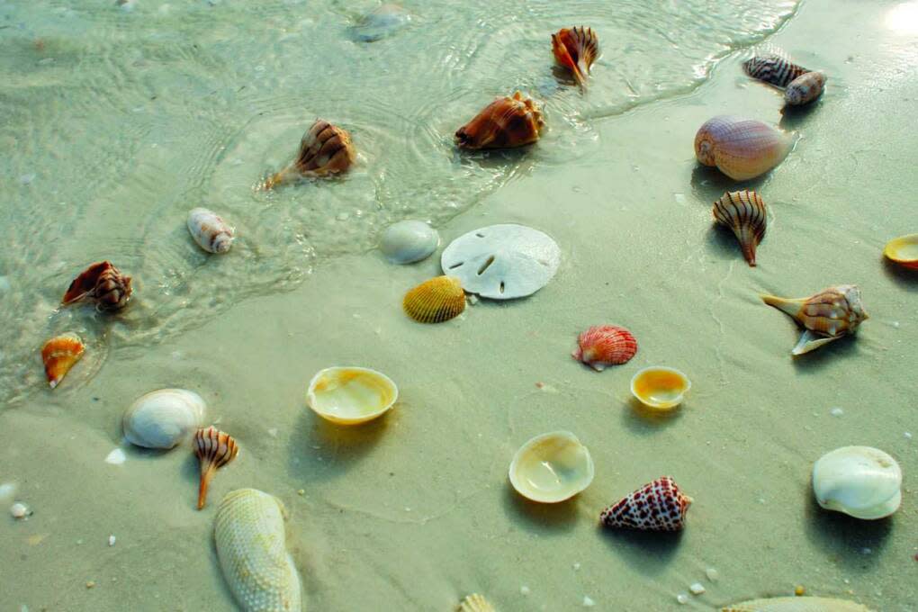 things to do in Marco Island Florida