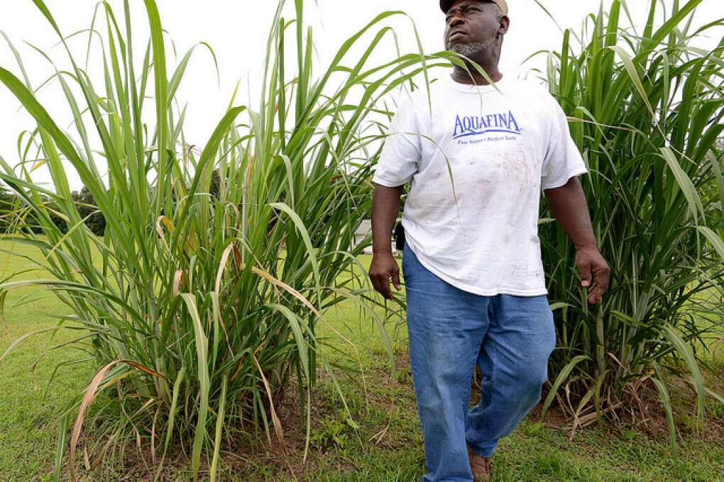 Robert Long walks through sugar cane on his family farm in Two Egg.