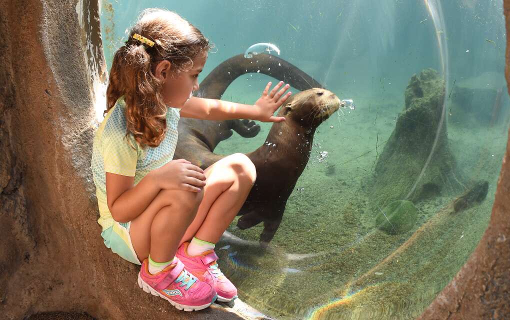 A little girl gets up close to a sea otter in an aquarium. ZooMiami is the first zoo in Florida to earn a Certified Autism Center designation for having specially trained staff and programs for guests with autism or other sensory disorders. ZooMiami’s 750-acre lush, tropical open-air exhibits feature more than 3,000 animals. 