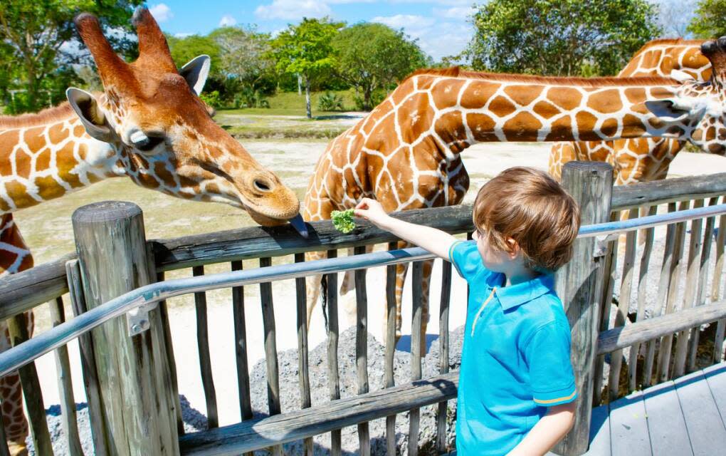 Feeding giraffes is a family pastime at Zoo Miami, the largest tropical zoo in the continental United States. 