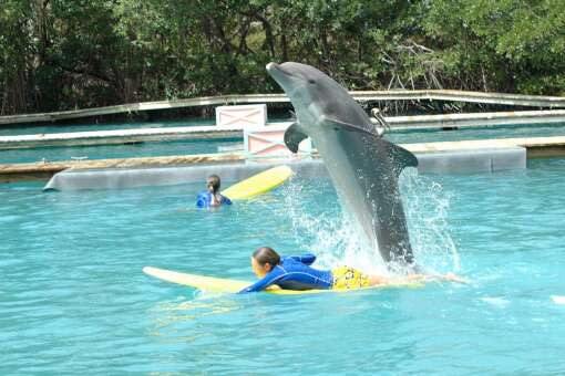 Get friendly with dolphins at Miami Seaquarium