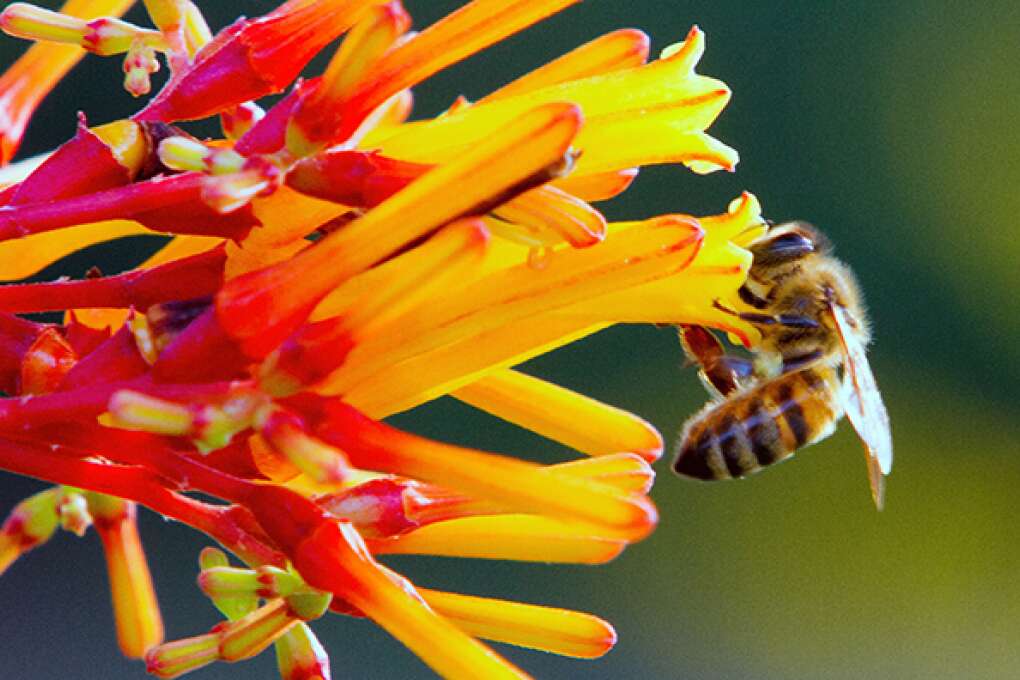 A bee looks for nectar inside a flower in the James E. Grey Preserve that is located along the Pithlachascotee River.
