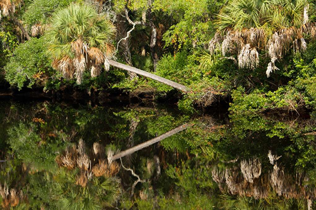 Palms and other trees reflect in water of the Pithlachascotee River as it runs through the 80-acre James E. Grey Preserve in southern New Port Richey.
