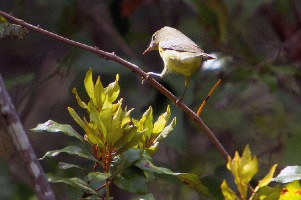 14S_Visit_Florida_Grey_Preserve_16