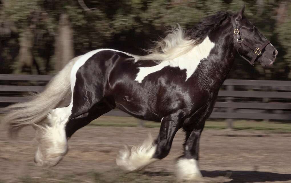 Drogheda Gold, a Gypsy Vanner horse stallion, gallops at the Gypsy Gold Farm in Ocala.