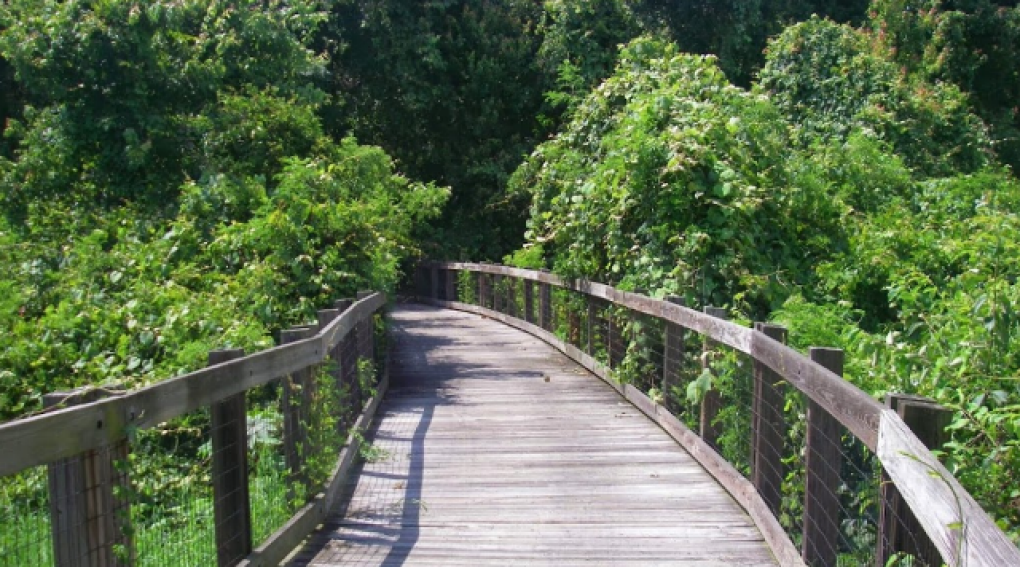 Oak and Nature Preserve