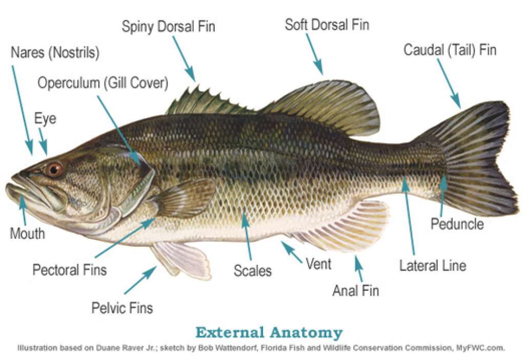 The Internal And External Anatomy Of Florida Fish Visit Florida