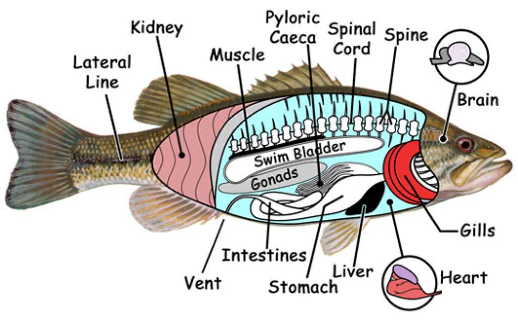 The Internal And External Anatomy Of Florida Fish Visit Florida