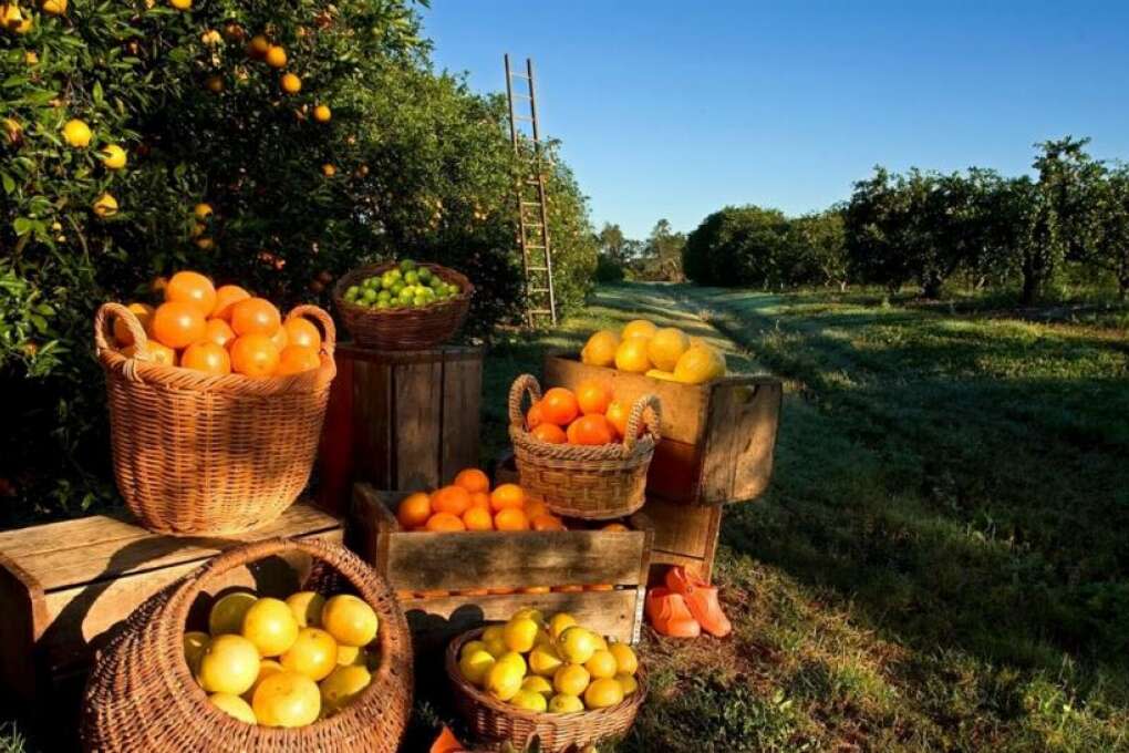 Florida souvenirs - oranges