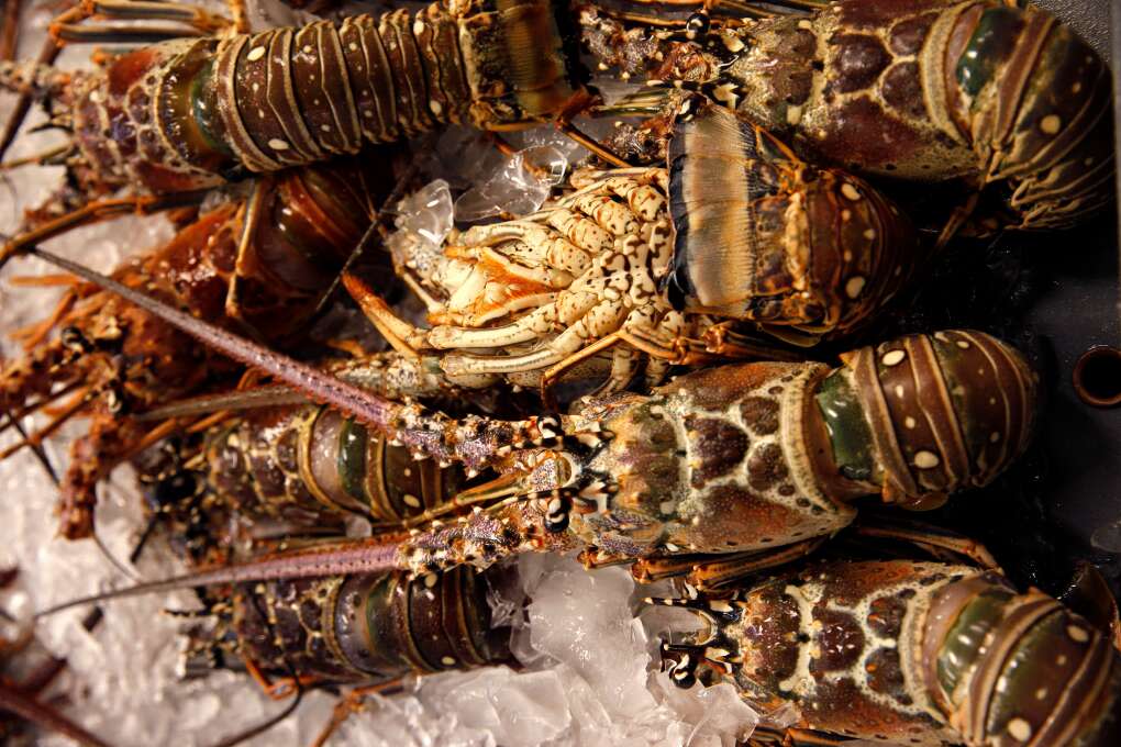 Bugs is a common term of endearment for the Florida spiny lobster, which is celebrated during Key West Lobsterfest. 