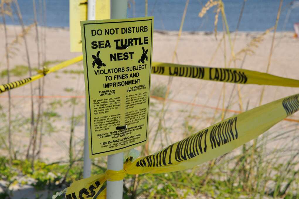 Sea turtle nesting sites on Florida’s east and west coasts are staked out and marked with signs to protect the cache of eggs laid beneath the sand. 