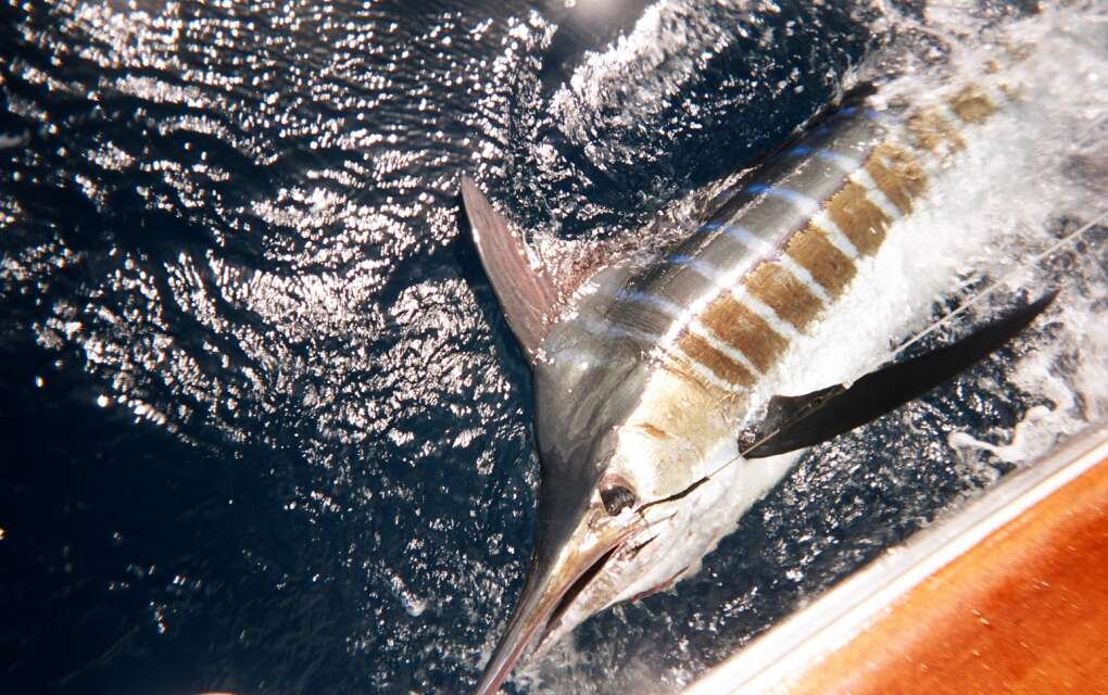 Blue marlin will be the targeted species when the Drambuie Key West Marlin Tournament kicks off this weekend.