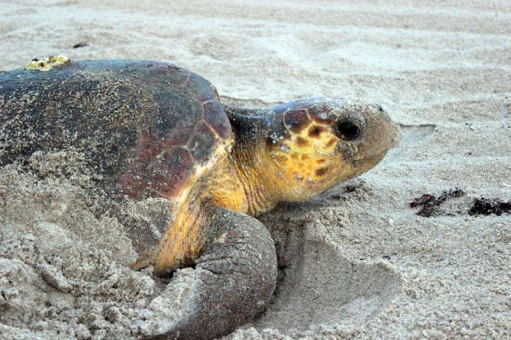 In Fort Lauderdale, the Museum of Discovery & Science will host evening walks to look for nesting sea turtles.