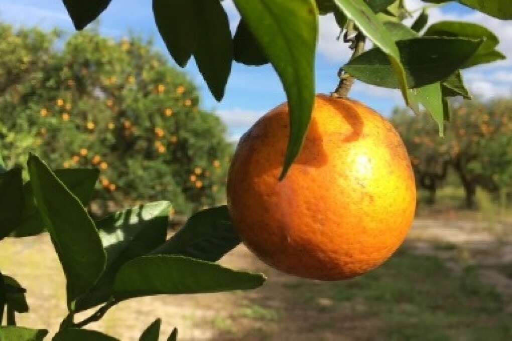 tour citrus groves during winter in Florida