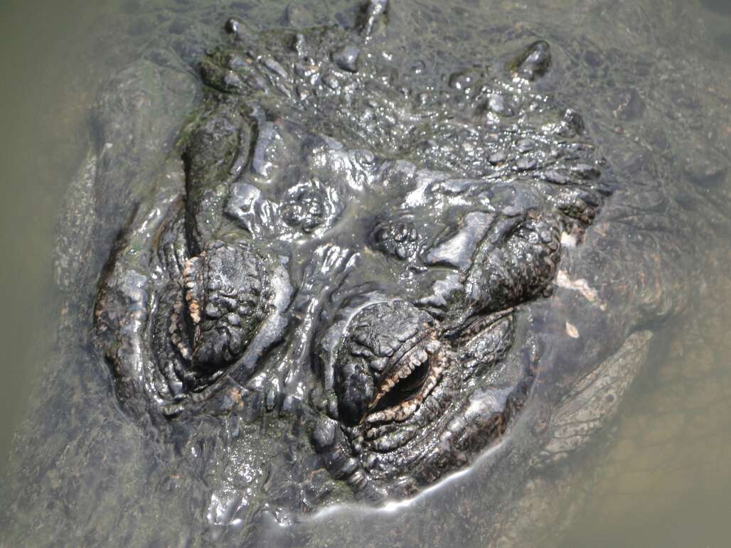 closeup of an alligator head and eyes at Gatorland in Orlando