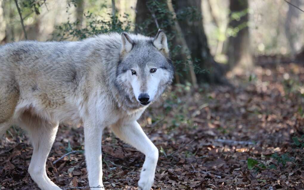 a beautiful wolf