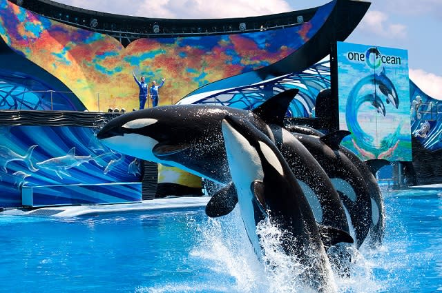 Orcas jumping out of the water in the Shamu show at SeaWorld