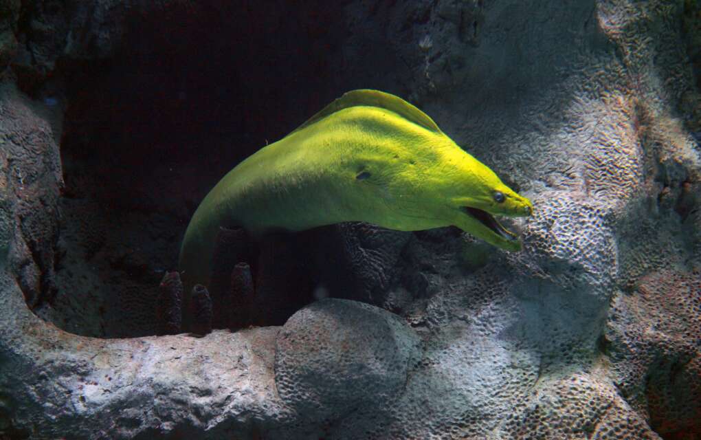 A Green Moray Eel swims out of the Coral Reef viewing area at the Florida Aquarium.