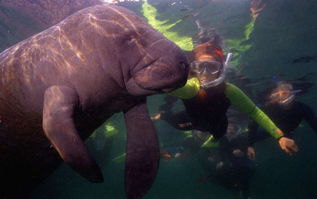 Snorkelers swim near a manatee near the main spring in Kings Bay, Crystal River. Photos in and around the Crystal River area.