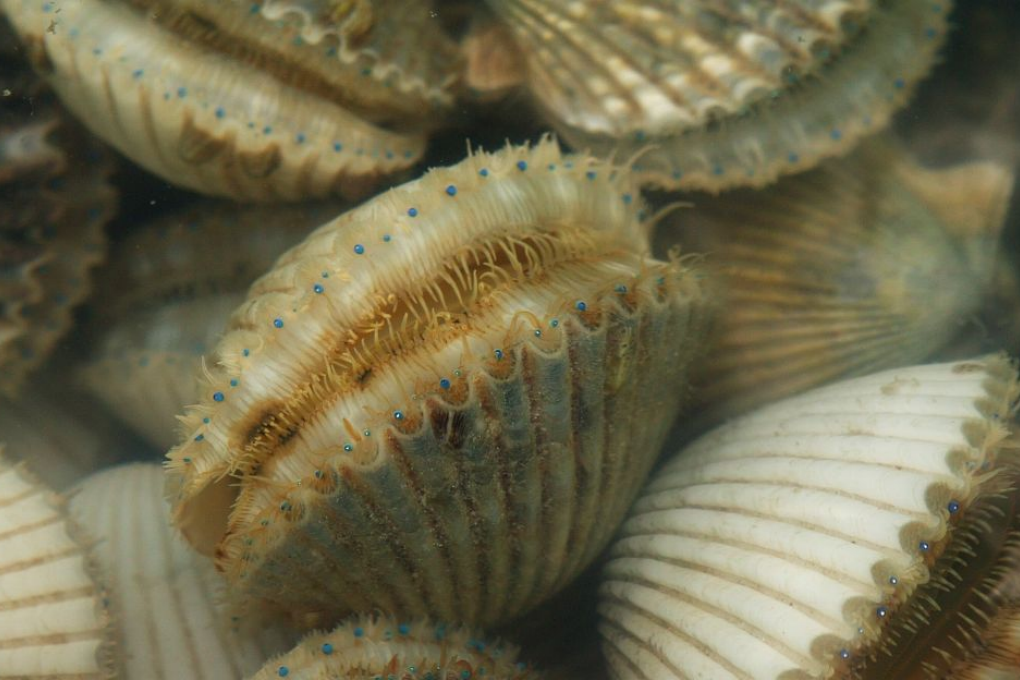Gulf Coast scallop season