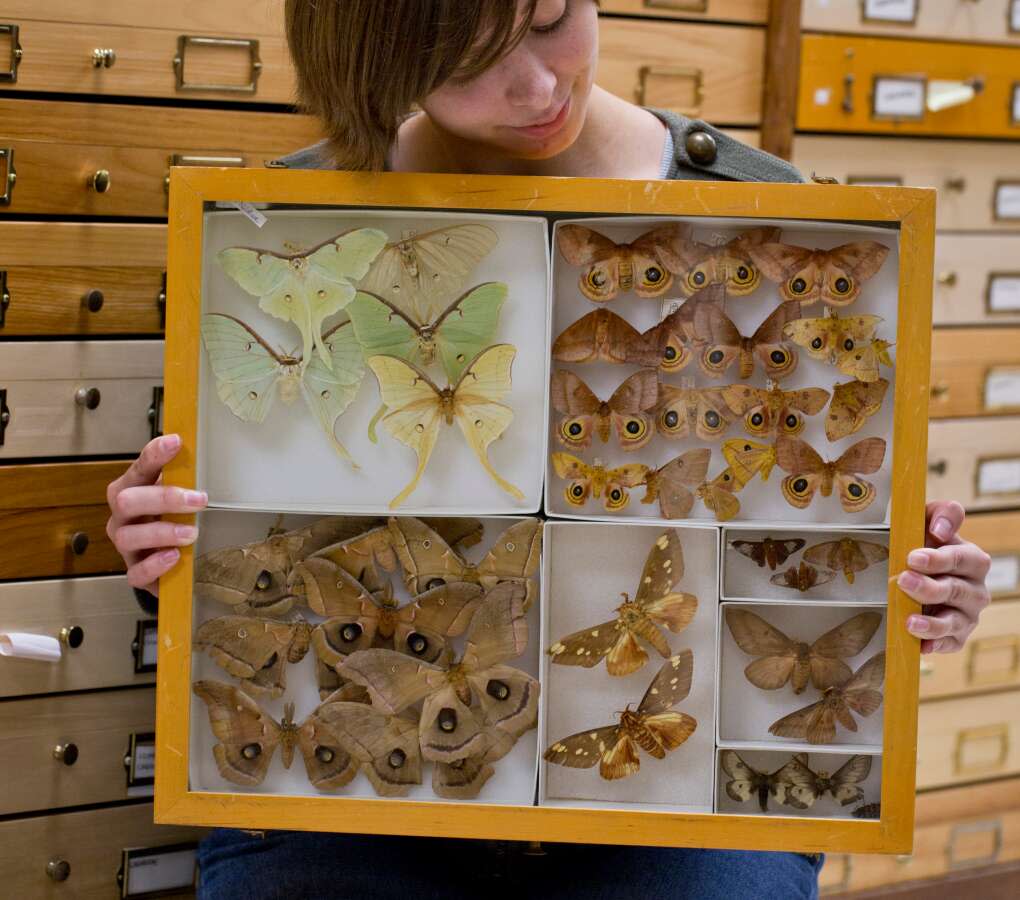 Housing over half a million specimens, The Bug Closet is a fascinating space where tours can be set up ahead of time. 