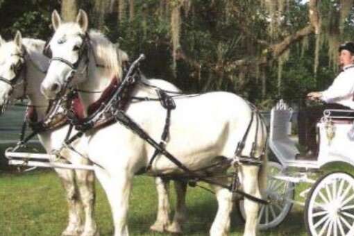 You'll feel like a princess when Horse Country Carriage Tours takes you for a ride.