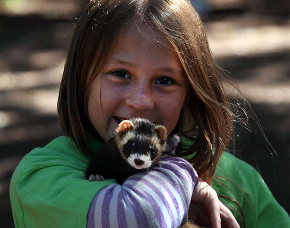 ''They are so cute and funny,'' said Ella Dunham as she holds a ferret. Her father, Randy, volunteers at HorsePower for Kids. ''I like getting to see all the animals and socialize with them. It's really fun.''
