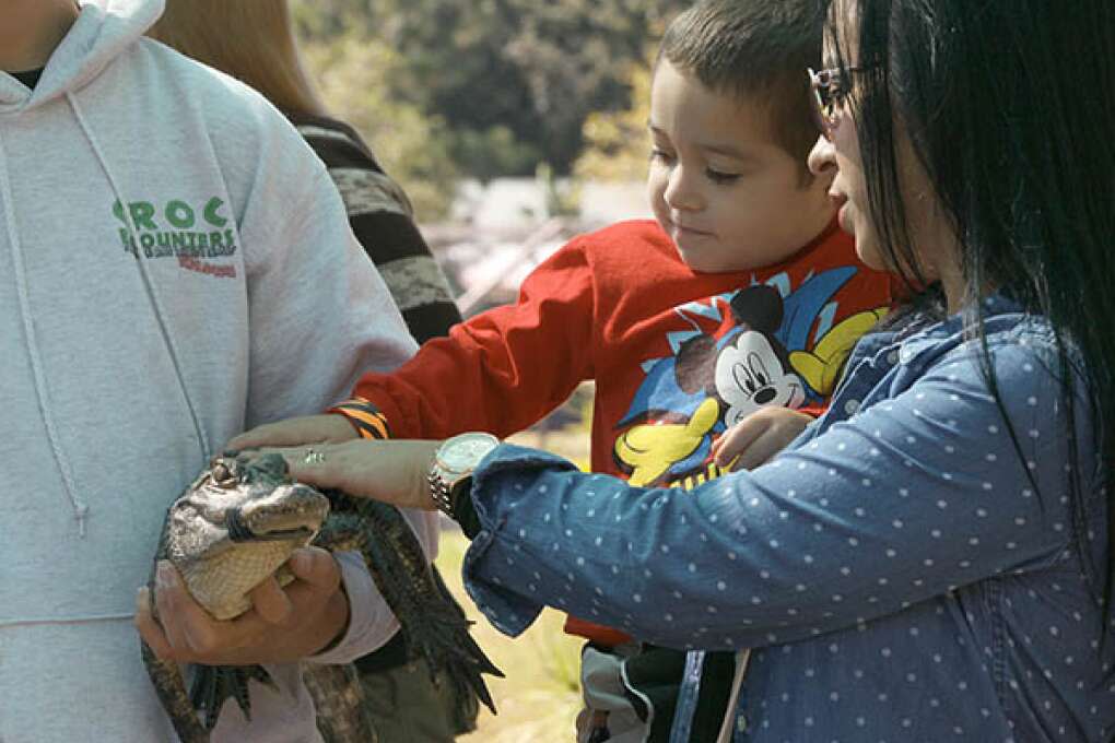 Juan Blanco, 3, and his mother, Joly, pet a small alligator in the Croc Encounters area of the Fall Festival at HorsePower for Kids in Oldsmar.
