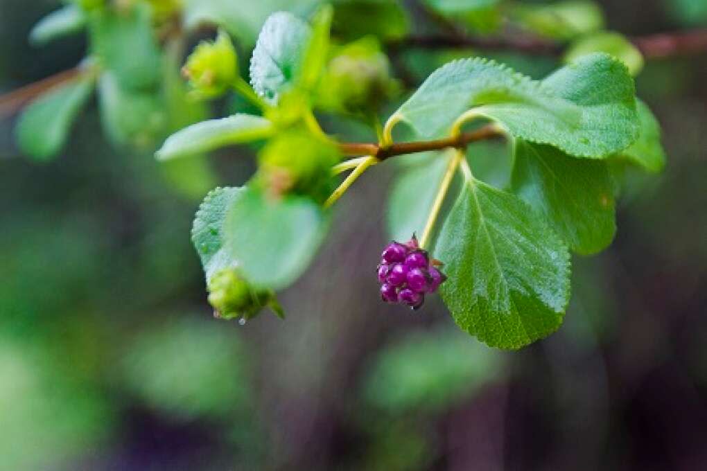 Florida Gardening - Lantana Berries