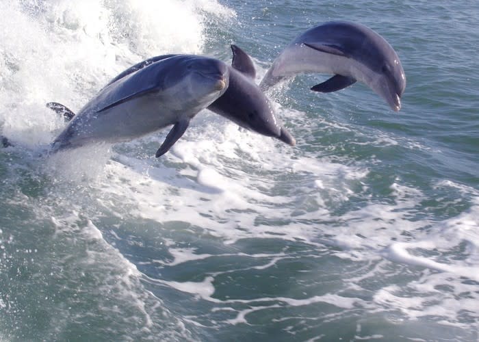 Dolphins jumping out of the water