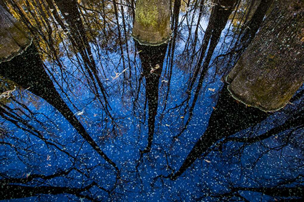 Apalachicola National Forest