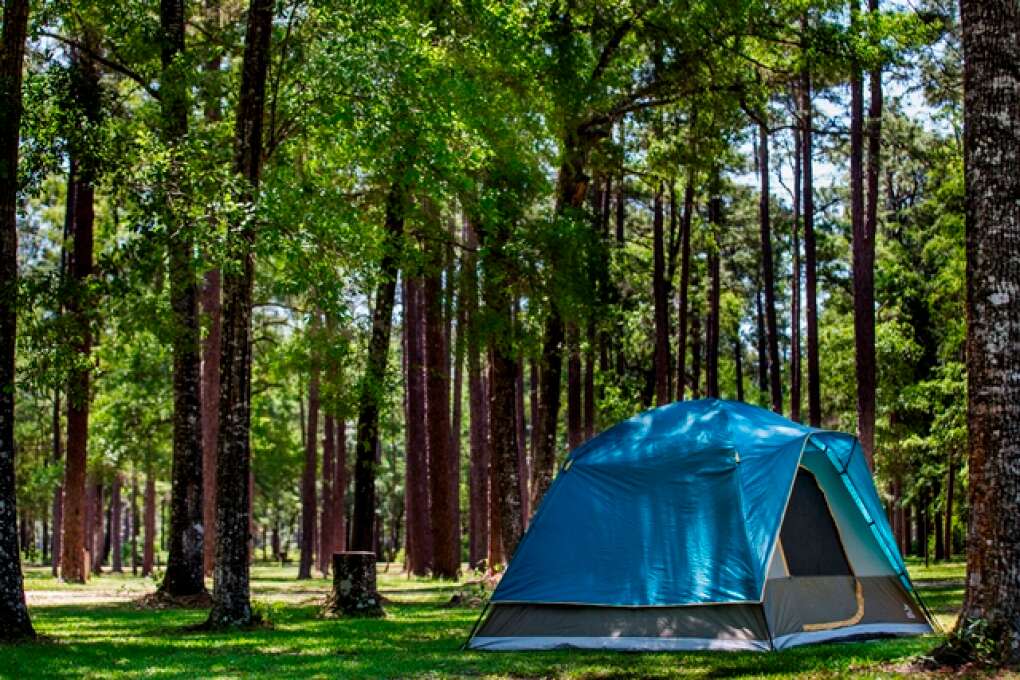 camping in Apalachicola National Forest