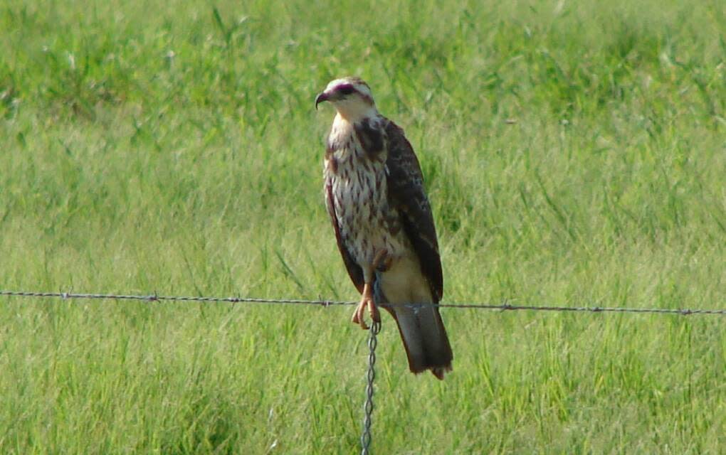 A female snail kite perches on a fence.